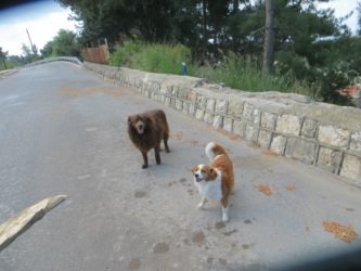 safed tzimmer dogs
